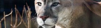 In der Nähe von Leipuig wurde angeblich eine Großkatze gefilmt. Es hat sich aber nicht um einen Puma, sondern nur um eine normale Katze gehandelt. (Symbolbild)